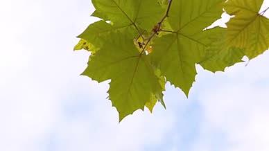 4k实拍唯美树叶飘动自然风光空镜头视频的预览图